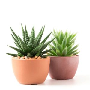 Tiger Thorns